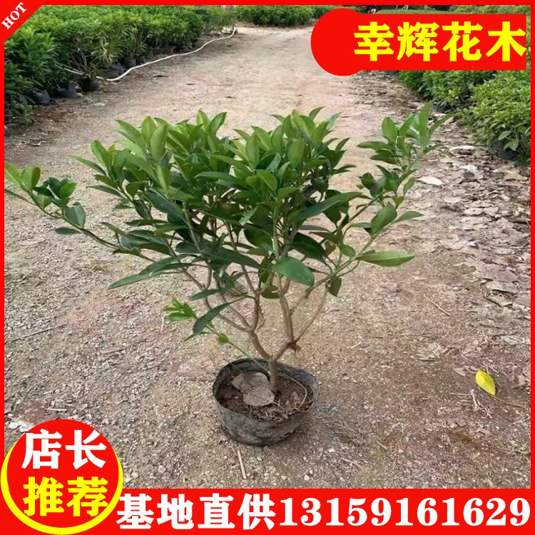 非洲茉莉廠家供應(yīng)自然型盆苗7.5元起