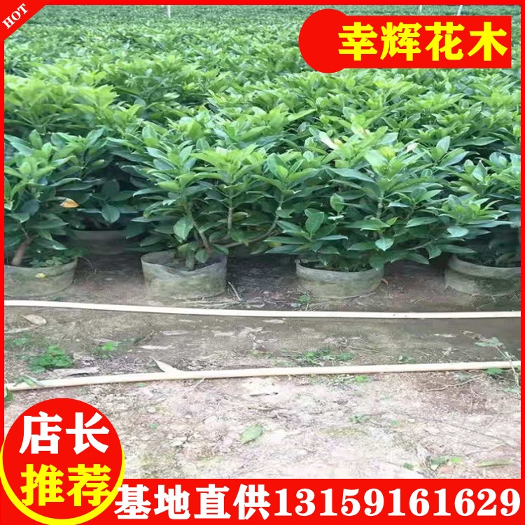 非洲茉莉廠家供應(yīng)室內(nèi)庭院小區(qū)綠植自然型盆苗20元