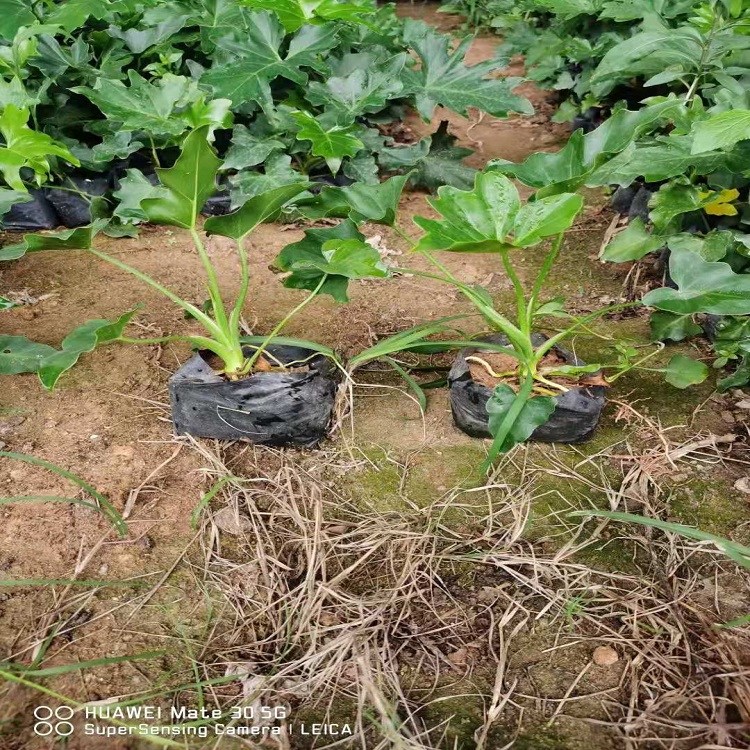 春羽室內(nèi)外綠化工程園林綠化苗觀葉綠植