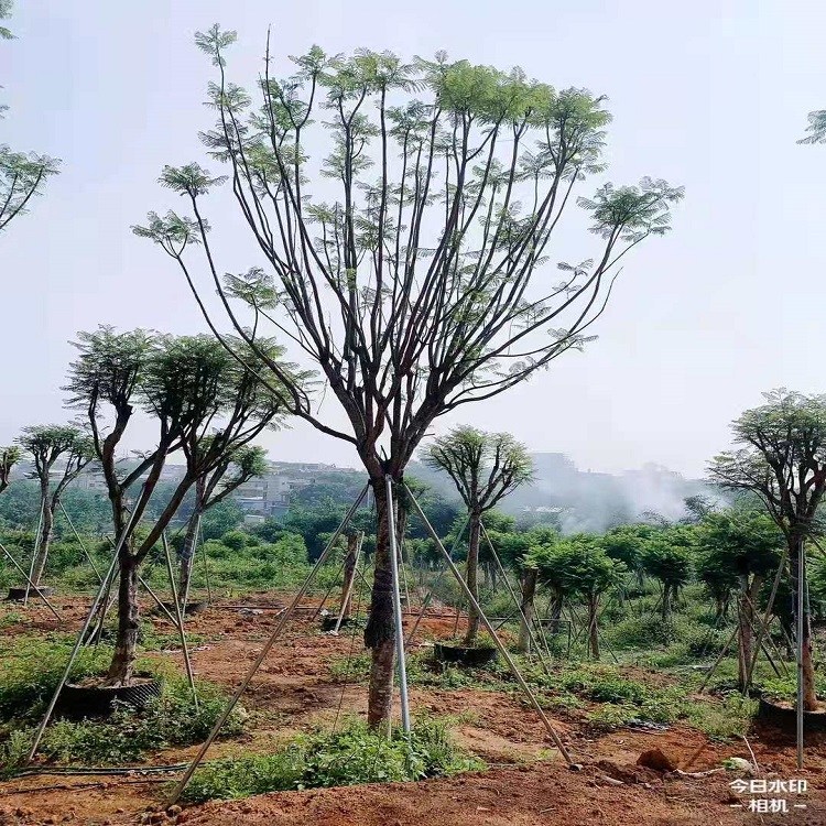 藍花楹基地移栽庭院觀賞風景樹木云南重慶四川藍花楹20公分4200起