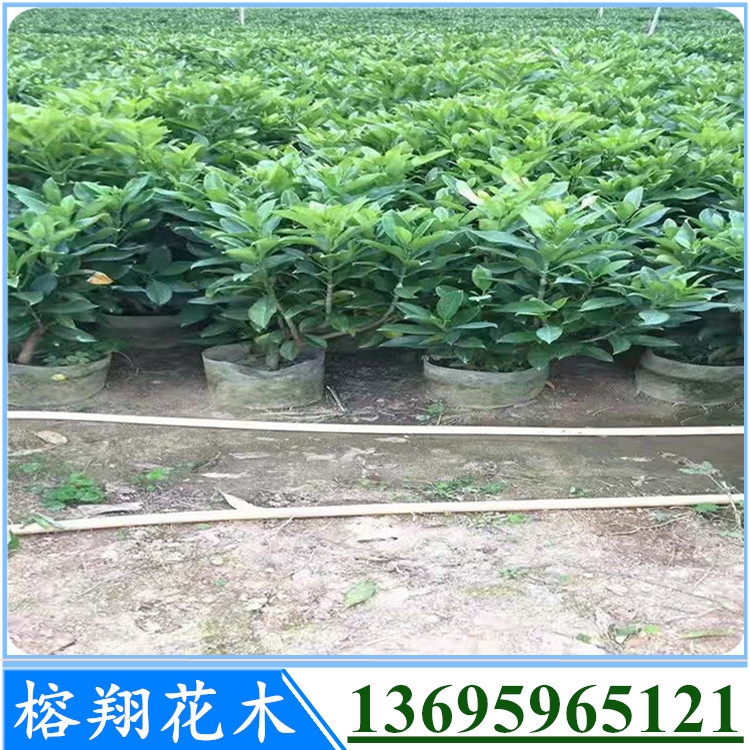 非洲茉莉盆苗造型好20元