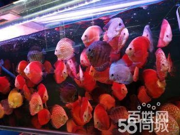 上海魚缸清理魚缸維修魚池清洗 魚池維修