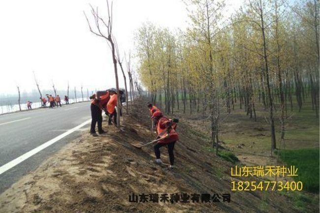 綠化護坡草種子常用草河道護坡