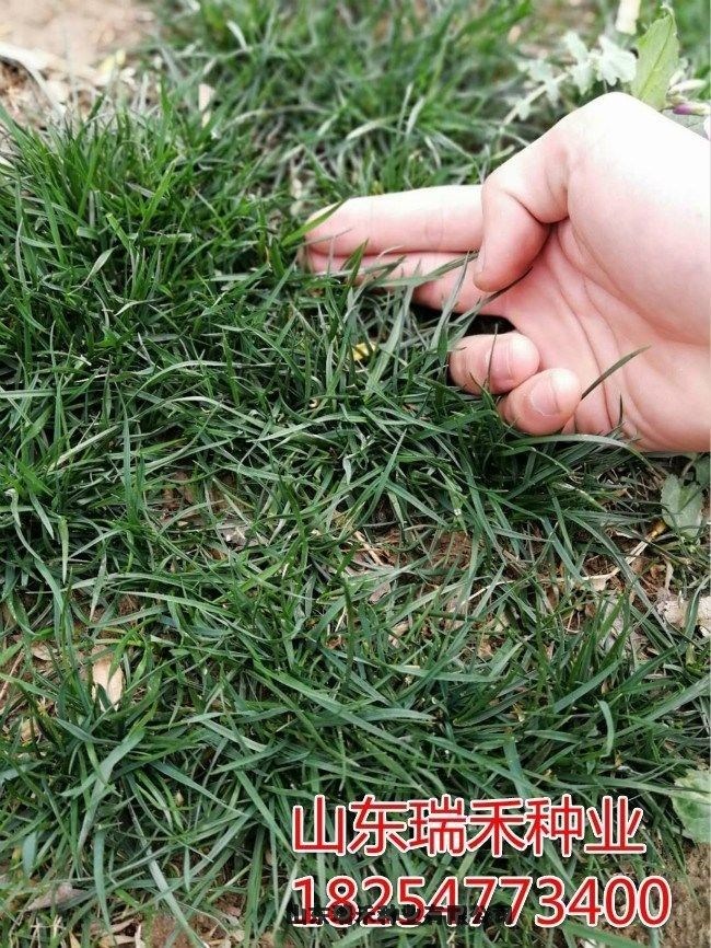 綠化草坪種子種植技術(shù)波斯菊