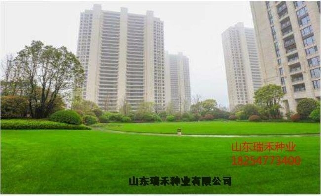 綠化草坪種子草坪種子供應(yīng)商公園