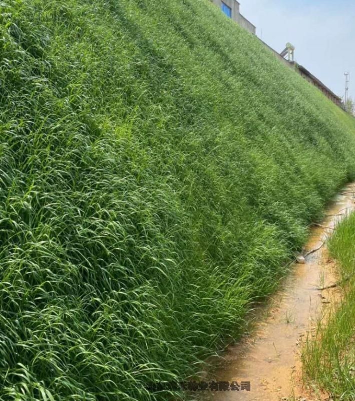 護(hù)坡草種子種植枝術(shù)綠麥草