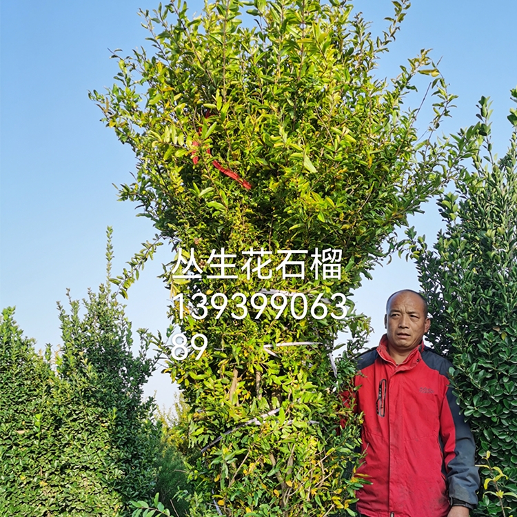 觀(guān)賞性叢生花石榴  工程綠化苗木  庭園觀(guān)賞植物