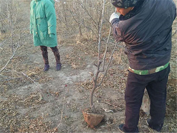 占地棗樹 小棗苗基地供應包品種包成活