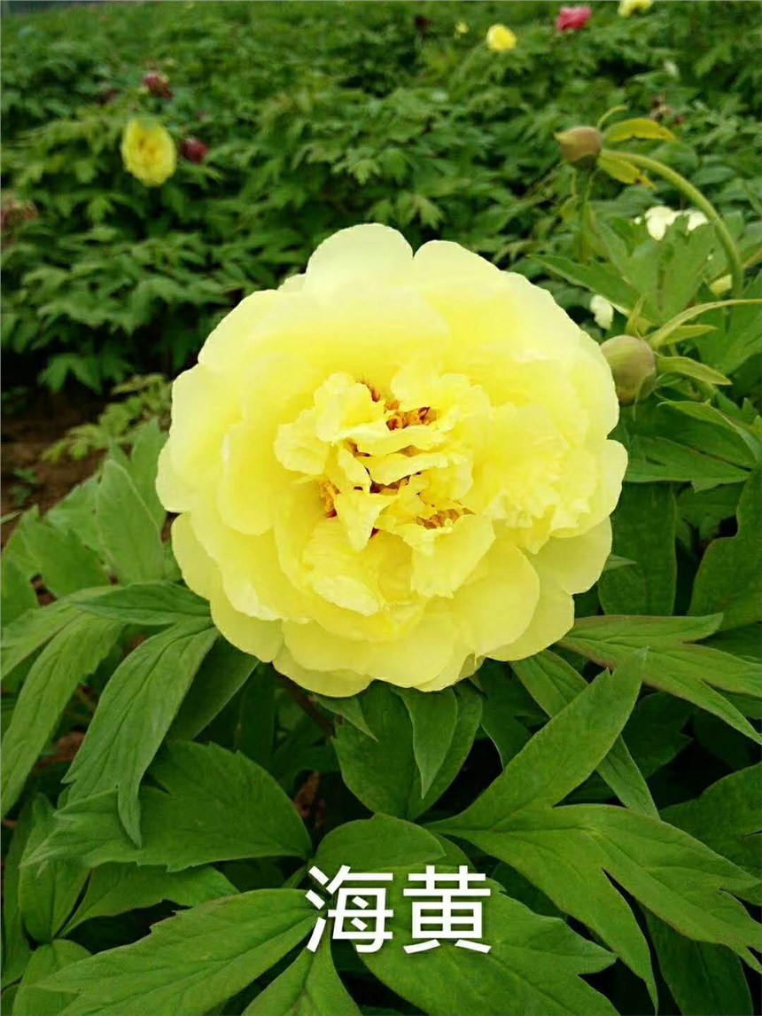 芍藥種苗價(jià)格