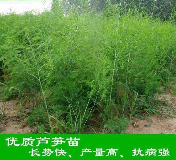 蘆筍的種植價(jià)格