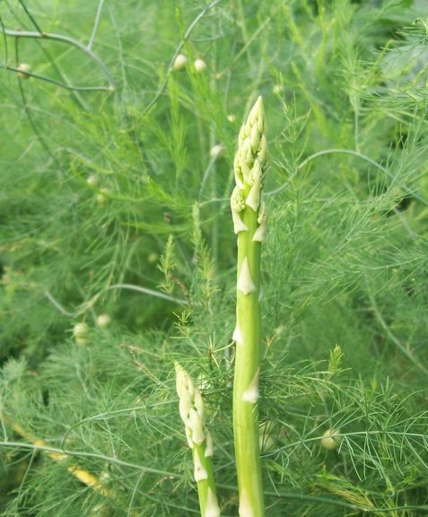 蘆筍種植需要的條件