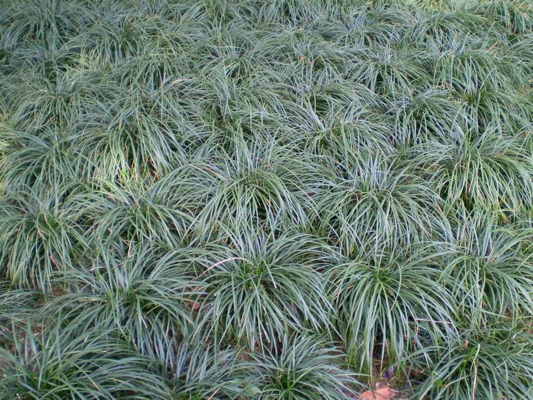 綠化種植麥冬