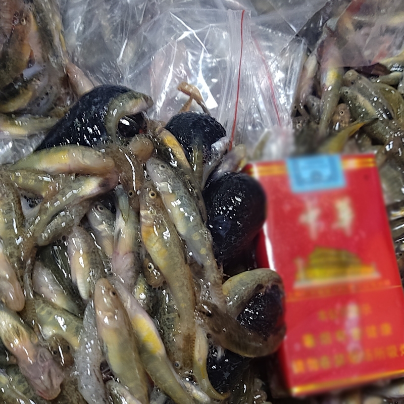 大量收購各種河魚河蝦 山根魚 山坑魚 小黃魚，豪根魚 蝦虎魚