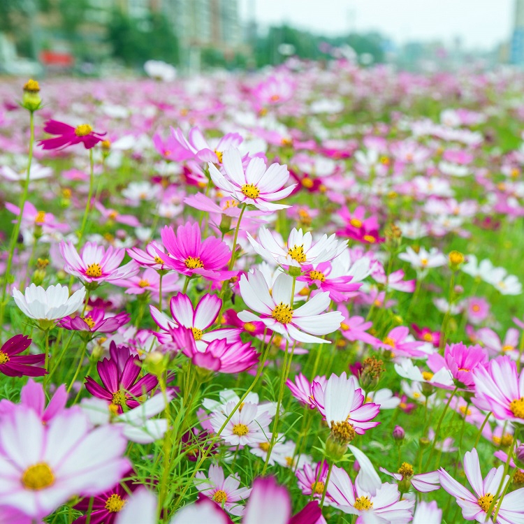 廣西眾興生態(tài)波斯菊種子打造花海花卉格?；ㄗo(hù)坡固土邊坡綠化花種批發(fā)