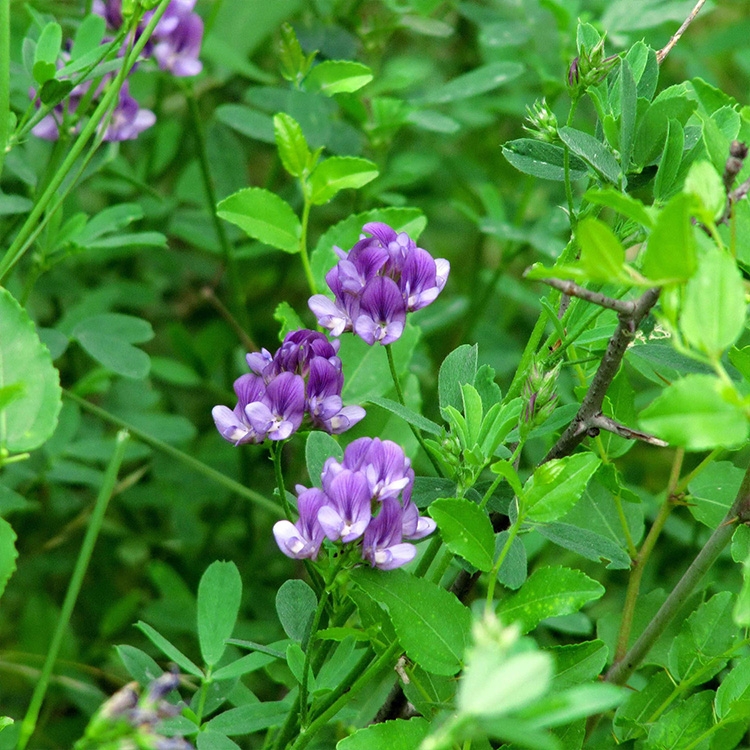 廣西南寧紫花苜蓿種子價(jià)格耐干旱耐寒四季多年生長(zhǎng)綠肥高產(chǎn)牧草草籽批發(fā)