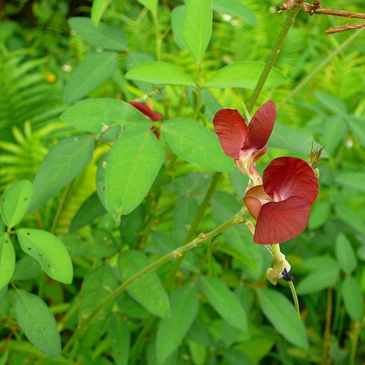 廣西南寧眾興生態(tài)大翼豆種子價格承接礦山修復護坡固土邊坡綠化工程專用攀爬爬藤種子批發(fā)