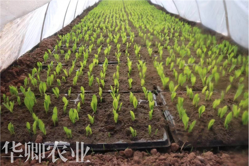 沙坪壩種花營養(yǎng)土哪里有賣