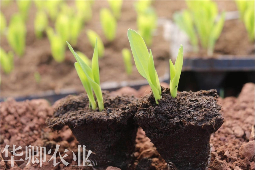 渝中區(qū)有機質(zhì)肥料價格