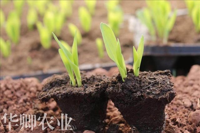 土資訊=南岸區(qū)綠化種植土廠家