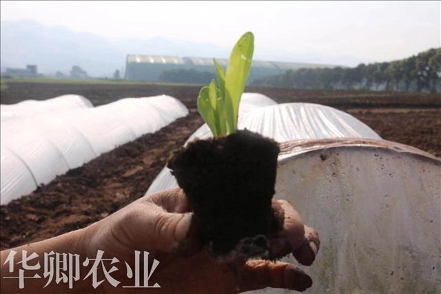 今日資訊-沙坪壩工程種植土哪里能買