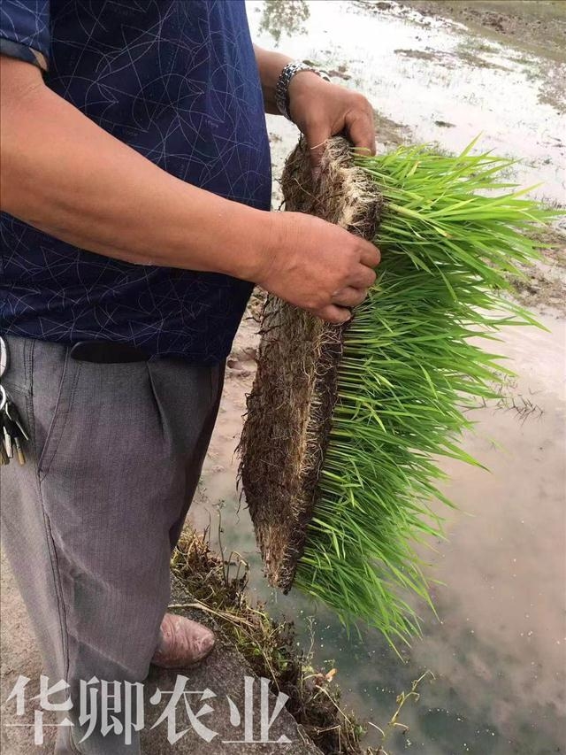 土資訊=黔江花卉專用土多少錢