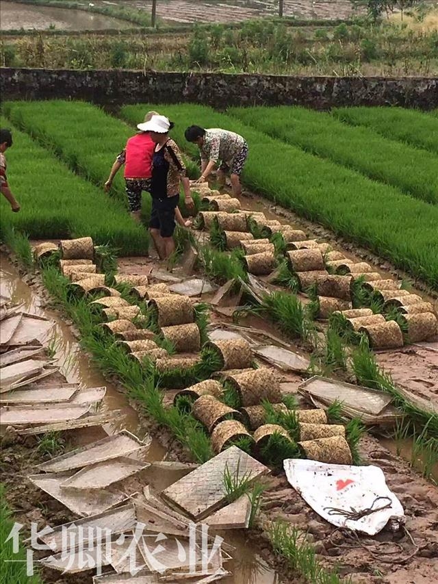 新聞：合川有機營養(yǎng)土哪里能買