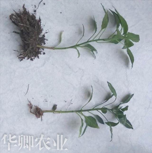 種植土新聞-豐都腐殖營養(yǎng)土廠家