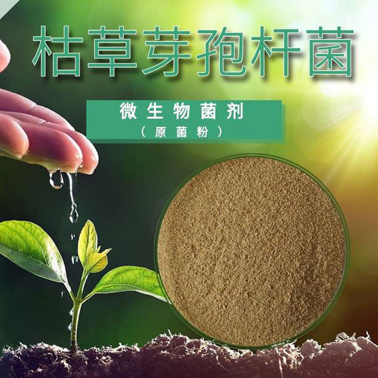 枯草芽孢桿菌菌種批發(fā)農(nóng)業(yè)種植有機(jī)肥水產(chǎn)養(yǎng)殖益生菌微生物菌劑