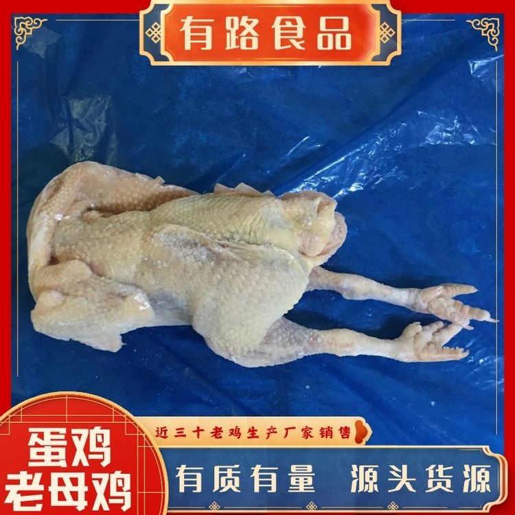 蛋雞老母雞生產(chǎn)廠家供應(yīng)雞肉整雞深加工使用可做鹽焗鹵煮醬香等