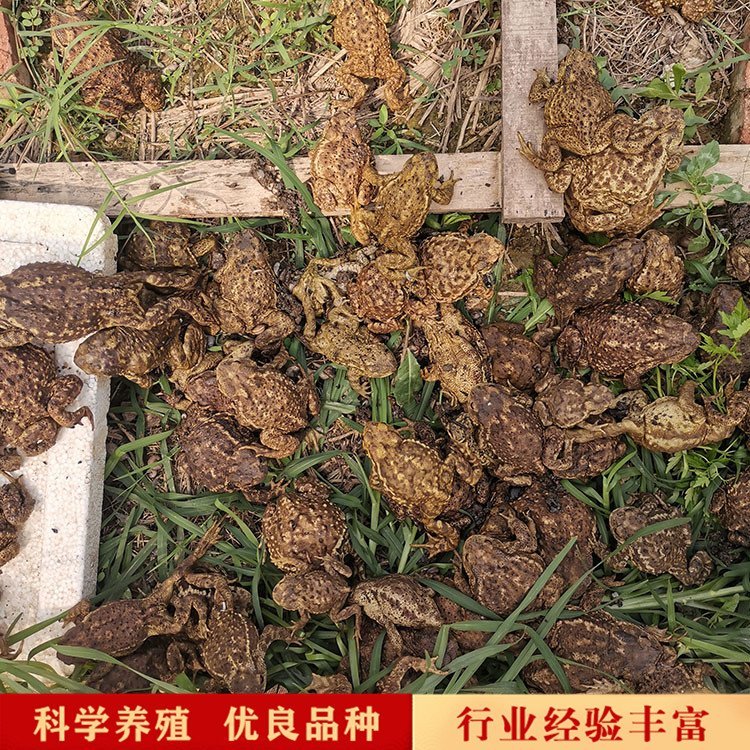 蟾蜍活體成年蟾蜍種蟾蜍養(yǎng)殖廠家