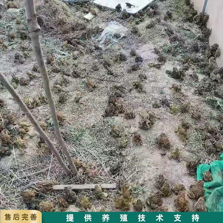 蟾蜍種報價蟾蜍青年基地蟾蜍活體銷售