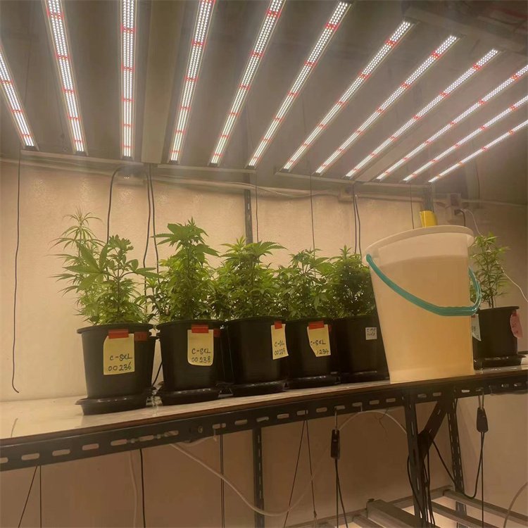 東莞八爪魚植物燈廠家供應1000W工業(yè)大麻種植燈1000W工業(yè)大麻種植燈