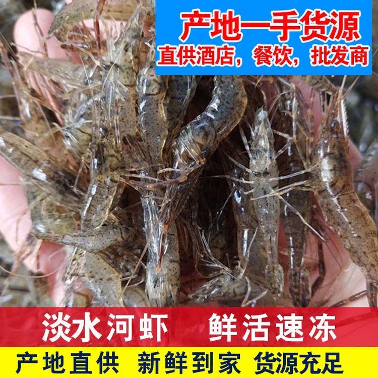 清水小河蝦青蝦批發(fā)冷凍小河蝦價格東北小河蝦批發(fā)商