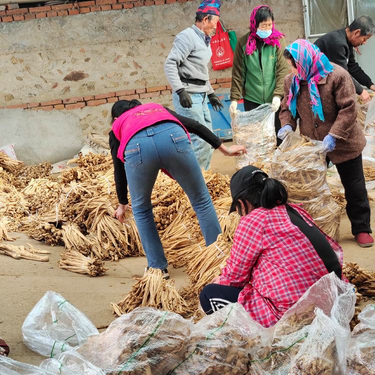 大量供應東北羅卜干東北青羅卜干產地貨源咸菜羅卜干批發(fā)