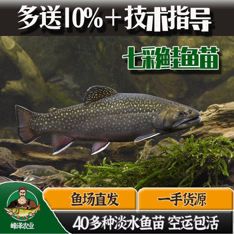 冷凍七彩鮭魚產(chǎn)地貨源冷凍七彩鮭魚批發(fā)商報(bào)價(jià)3-5斤冷凍七彩鮭魚加工廠