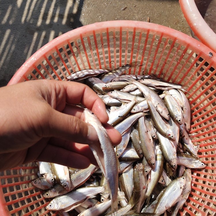 上門收購白鰱花鰱草魚淡水魚飼料廠家淡水魚下腳料收購