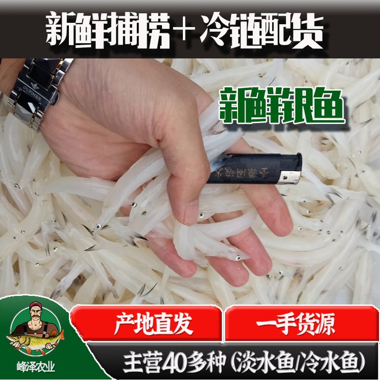 東北小銀魚市場價(jià)大中小號(hào)面條魚價(jià)格8-10厘米銀魚