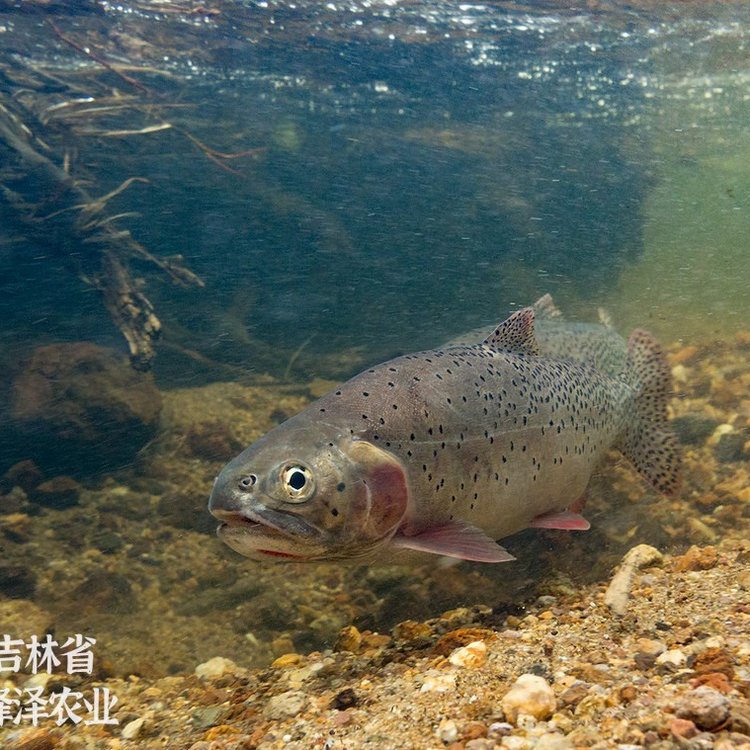 冷水魚虹鱒苗批發(fā)價格水庫塘養(yǎng)虹鱒供應水電站增殖放流虹鱒苗