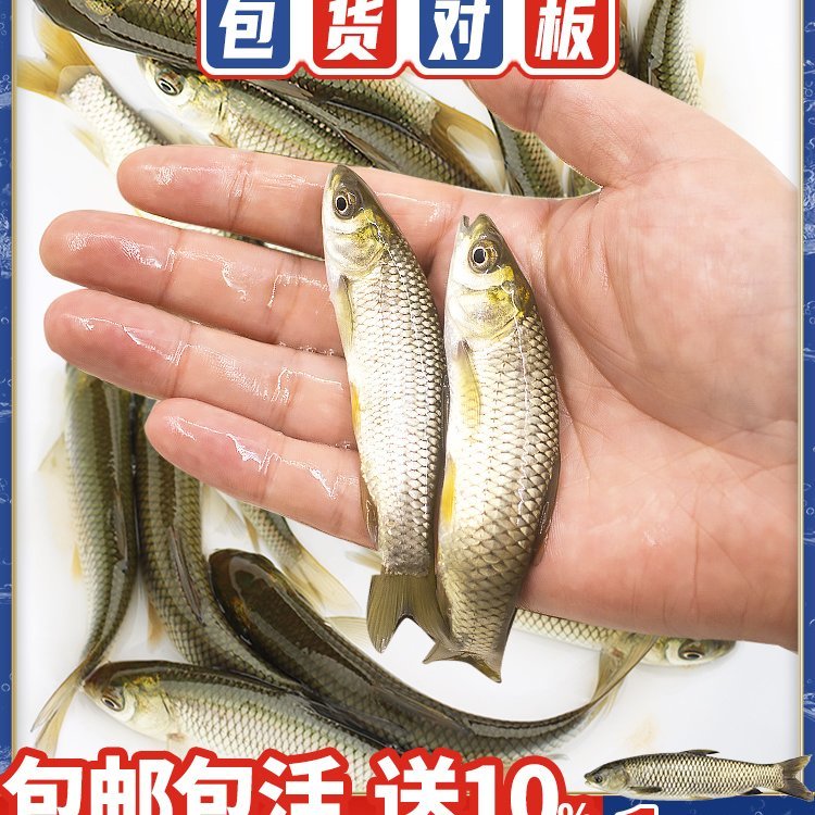 樺南縣附近淡水魚(yú)苗批發(fā)樺川縣魚(yú)苗養(yǎng)殖場(chǎng)湯原縣附近魚(yú)苗養(yǎng)繁殖基地