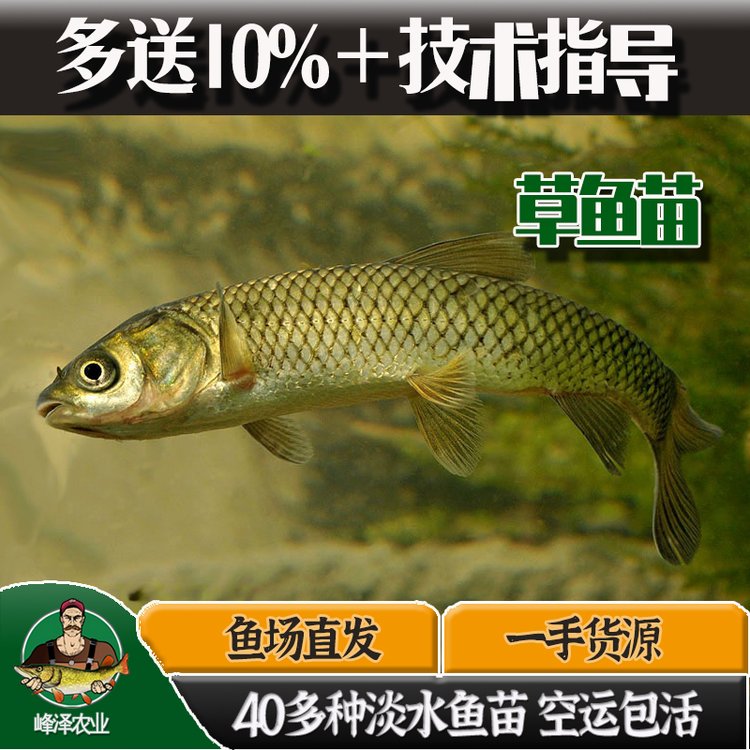 吉林白山花白鰱魚(yú)魚(yú)苗批發(fā)草魚(yú)鯽魚(yú)苗批發(fā)鰲花魚(yú)大白魚(yú)苗批發(fā)