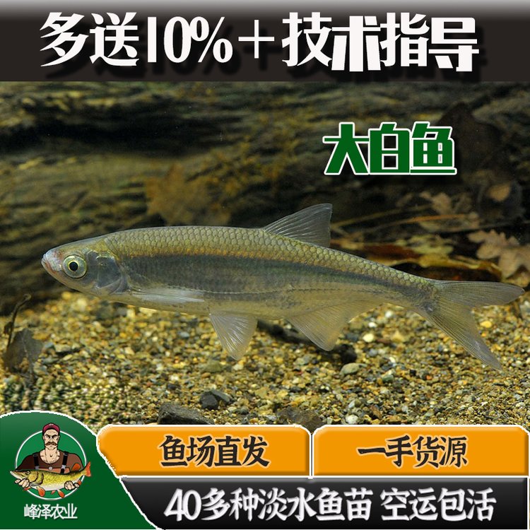 東北地區(qū)大白魚(yú)苗批發(fā)翹嘴大白魚(yú)人工育苗基地大白魚(yú)規(guī)?；B(yǎng)殖場(chǎng)