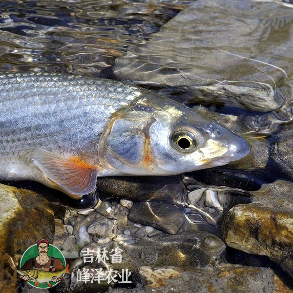 內(nèi)蒙古鄂爾多斯市牛尾巴魚苗蟲蟲魚苗水花重唇魚苗夏花