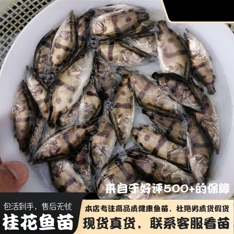 佳木斯附近淡水魚苗批發(fā)佳木斯魚苗養(yǎng)殖場佳木斯附近魚苗養(yǎng)繁殖基地