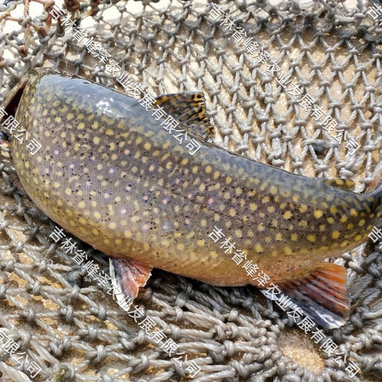 美洲七彩鮭魚(yú)商品魚(yú)批發(fā)美國(guó)紅鮭魚(yú)魚(yú)苗價(jià)格美洲紅點(diǎn)鮭魚(yú)市場(chǎng)價(jià)格