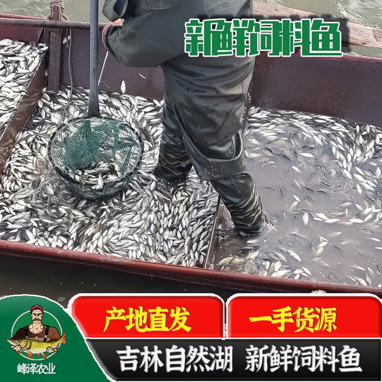 冷凍飼料魚(yú)產(chǎn)地批發(fā)凍板飼料魚(yú)價(jià)格凍板魚(yú)供求信息