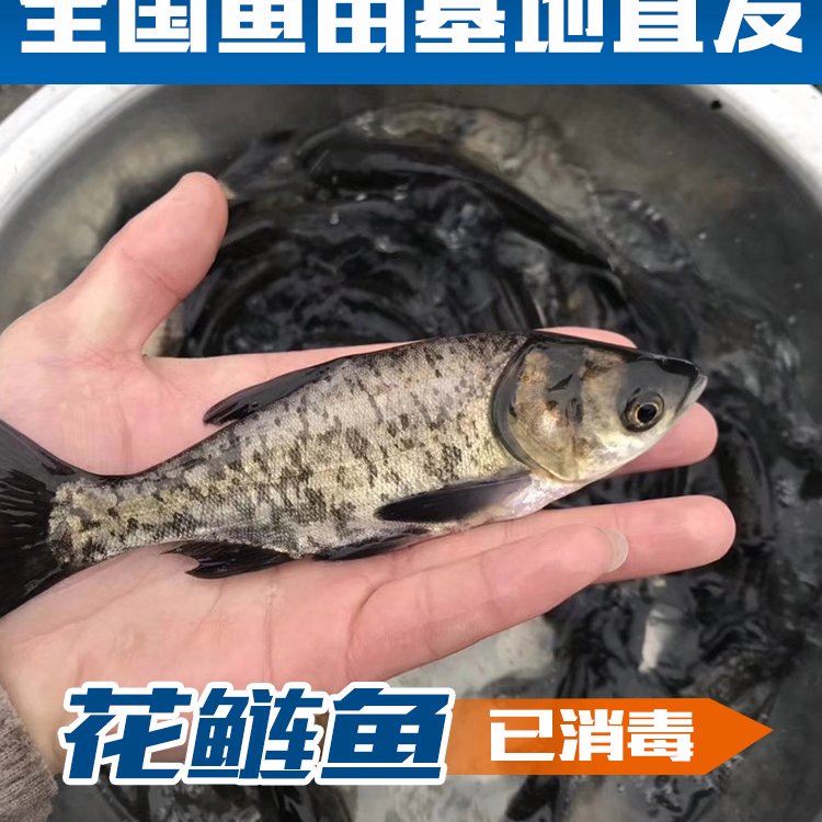 通化魚苗批發(fā)市場地址通化魚苗養(yǎng)殖基地通化附近賣魚苗養(yǎng)殖場