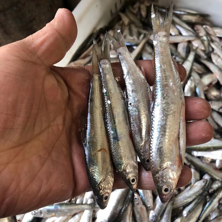 大量批發(fā)冷凍雜魚黃鱔專用飼料魚價格人工黃鱔養(yǎng)殖飼料魚