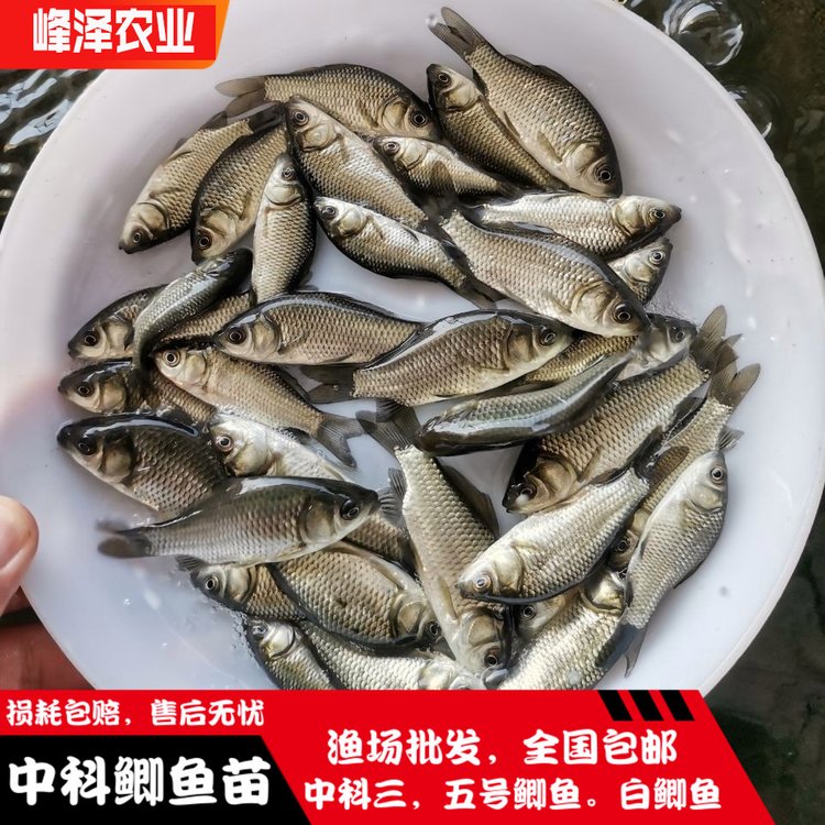 鐵力市魚苗批發(fā)市場(chǎng)嘉蔭縣附近養(yǎng)魚苗電話號(hào)碼大箐山縣周邊魚苗批發(fā)