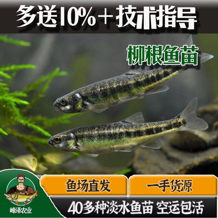 東北柳根魚銷售公司黑龍江產(chǎn)地批發(fā)冷凍柳根魚速凍大小規(guī)格柳根魚加工廠