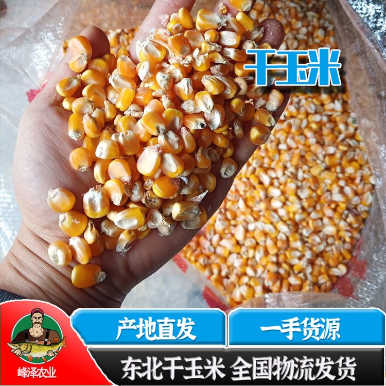 吉林大量飼料玉米批發(fā)喂豬玉米粒批發(fā)飼料用碎玉米批發(fā)